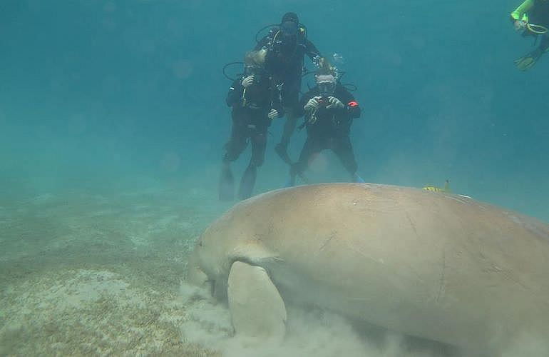 Fun Diving Marsa Alam - Ganztägige Tauchfahrt mit 2 Tauchgängen