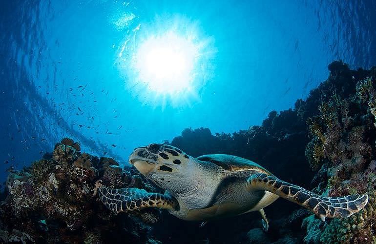 Fun Diving Marsa Alam - Ganztägige Tauchfahrt mit 2 Tauchgängen