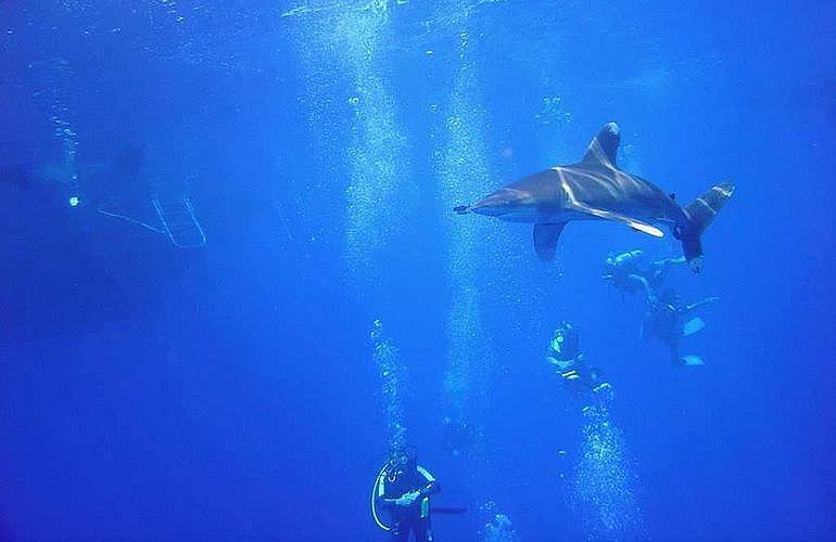 2-tägige Tauchsafari zum Sataya Dolphin Reef in Marsa Alam