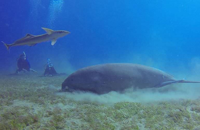 PADI Scuba Diver Kurs in Marsa Alam - Schnuppertauchkurs 1 Tag