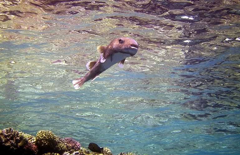 Tauchausflüge für Fortgeschrittene und Anfänger ab Marsa Alam 