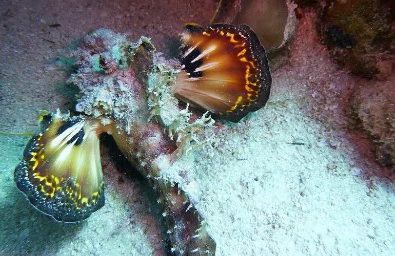 Fun Diving Marsa Alam - Ganztägige Tauchfahrt mit 2 Tauchgängen