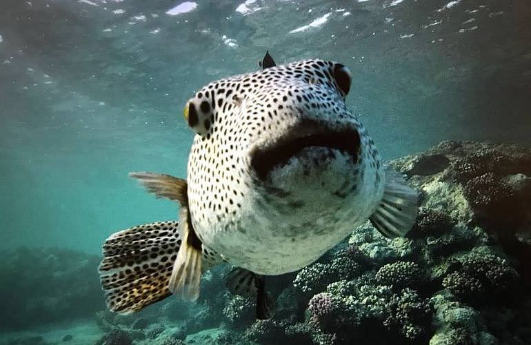 Auffrischungskurs: PADI Scuba Review Programm in Marsa Alam  