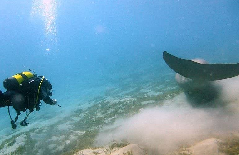 2-tägige Tauchsafari zum Sataya Dolphin Reef in Marsa Alam