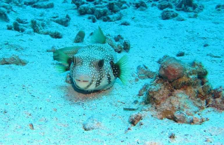 PADI Open Water Diver, der Einsteiger Tauchkurs in Marsa Alam