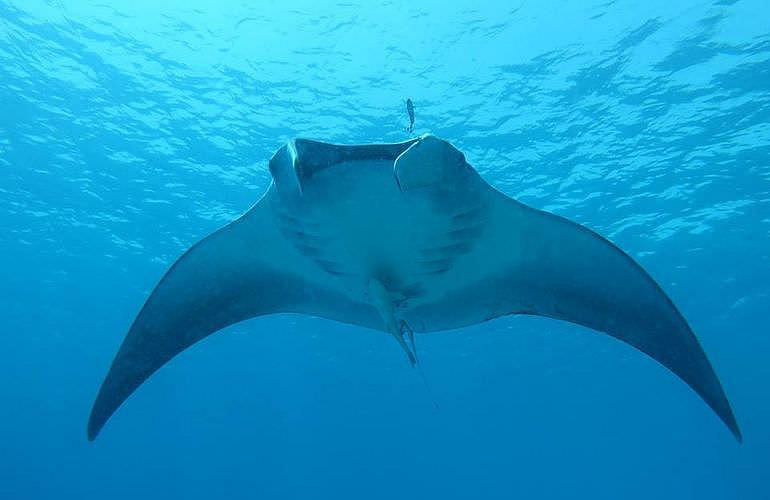 Fun Diving Marsa Alam - Ganztägige Tauchfahrt mit 2 Tauchgängen