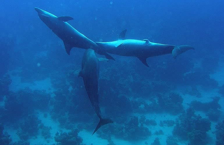 Tagesausflug Tauchen in Marsa Alam - Tauchen lernen