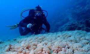 Auffrischungskurs: PADI Scuba Review Programm in Marsa Alam  