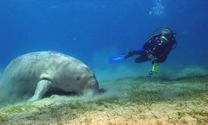 PADI Scuba Diver Kurs in Marsa Alam - Schnuppertauchkurs 1 Tag