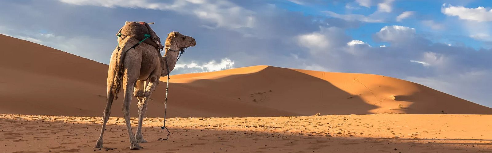 Die Top 5 Wüstentouren & Wüstensafari in Marsa Alam 2021