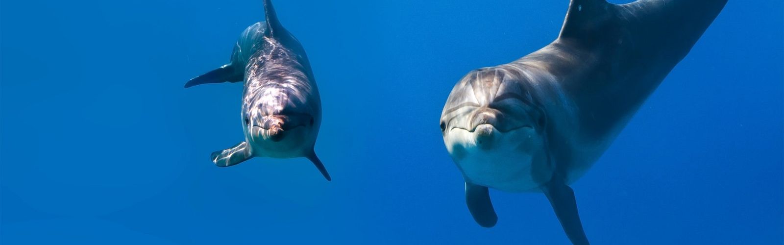 Die Top 5 Ausflüge zu den Delfinen 2025 | Delfin Tour Marsa Alam