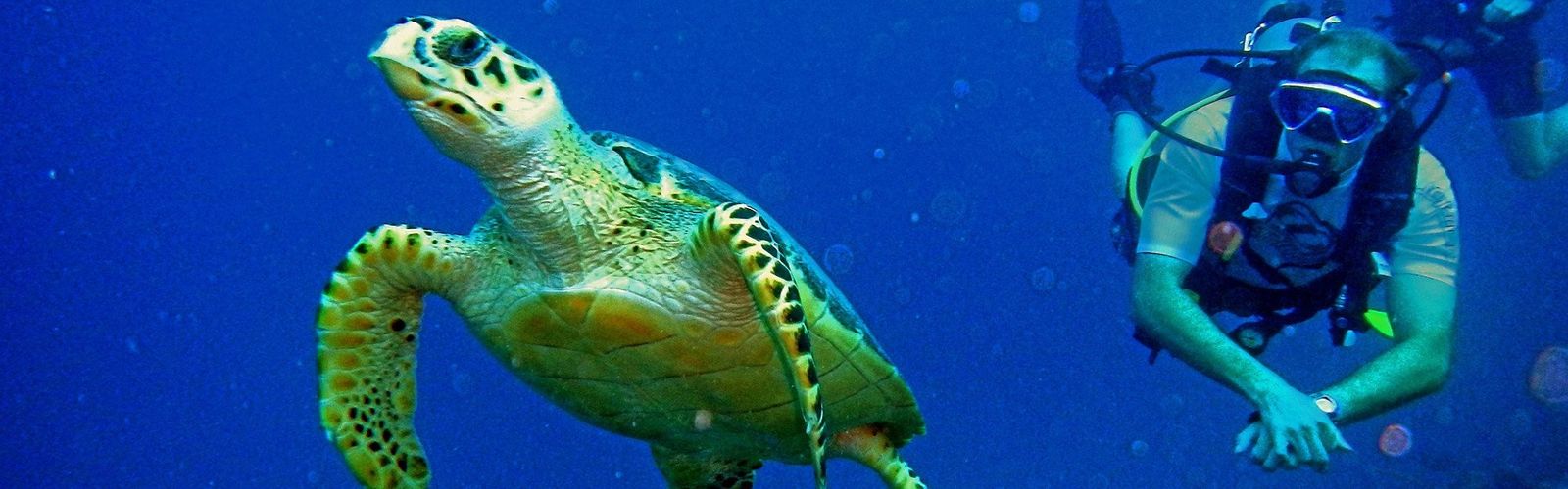 Tauchen Marsa Alam • Top Tauchregionen & die besten Tauchangebote