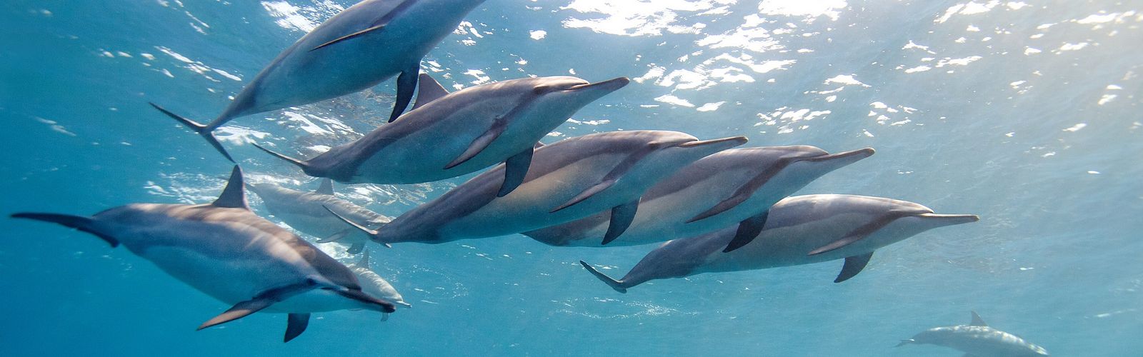 Die Top 5 Ausflüge zu den Delfinen 2022 | Delfin Tour Port Ghalib